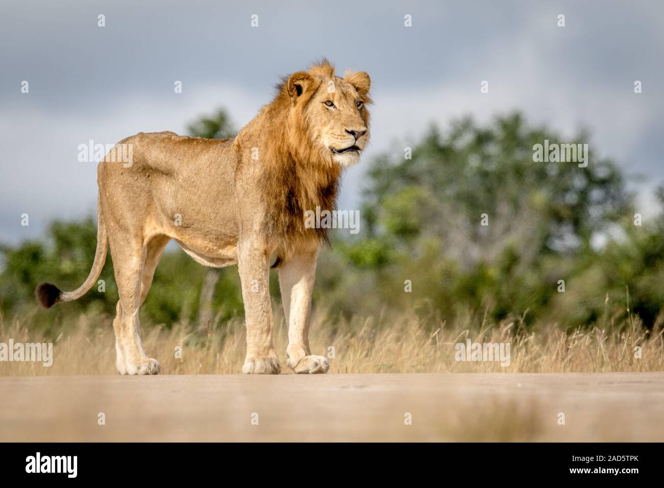 Young male Lion debout et à la recherche. Banque D'Images