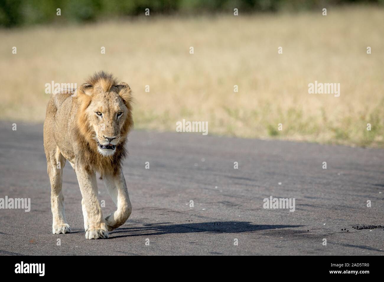 Young male Lion sur la piste. Banque D'Images