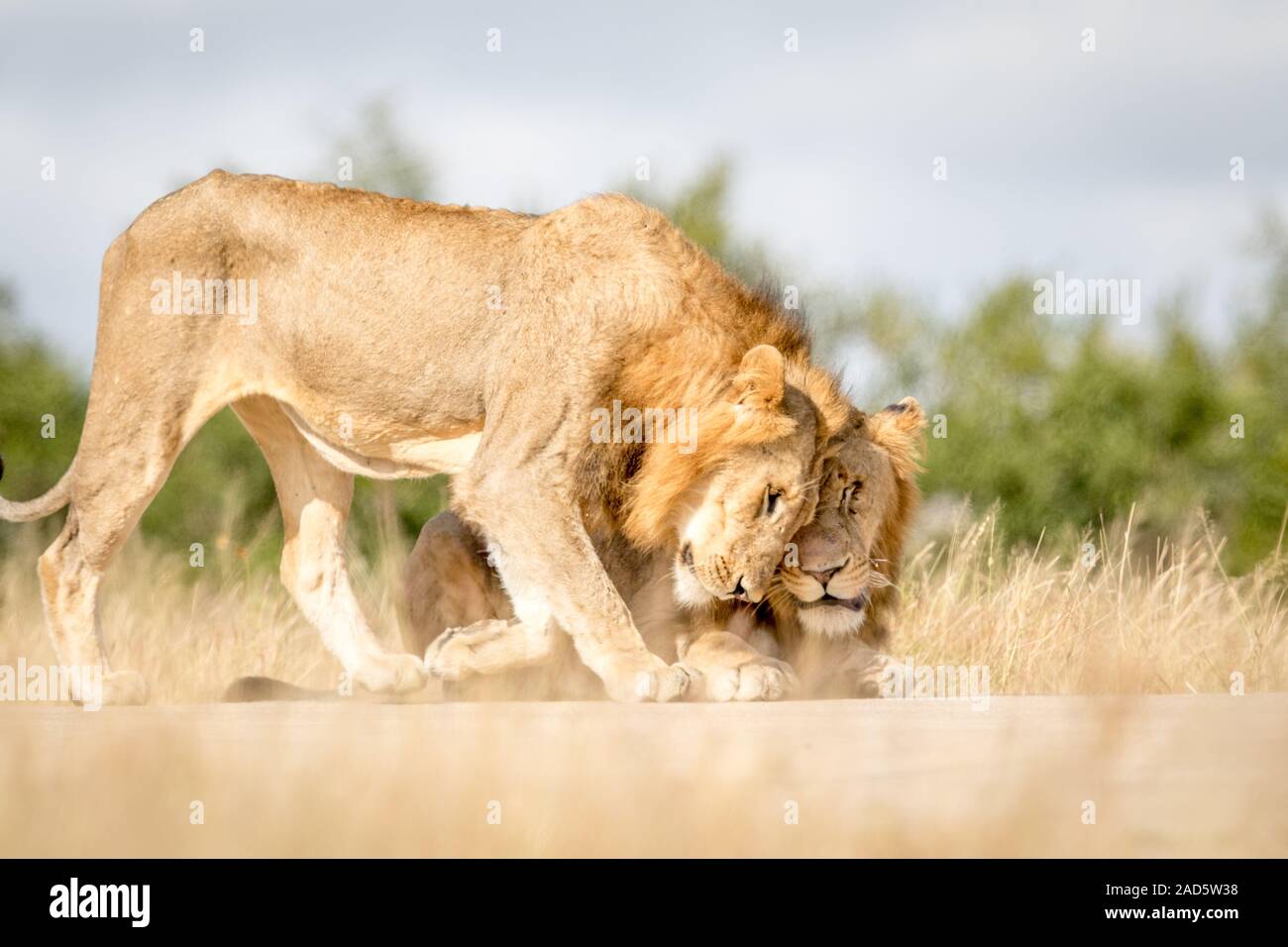 Deux jeunes lions mâle liaison dans Kruger. Banque D'Images