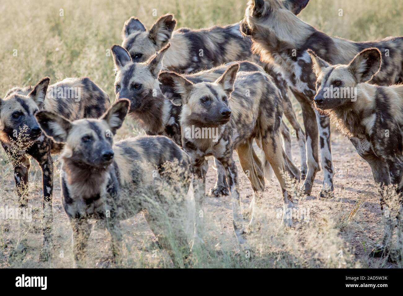 Pack de lycaons en marchant dans le sable. Banque D'Images