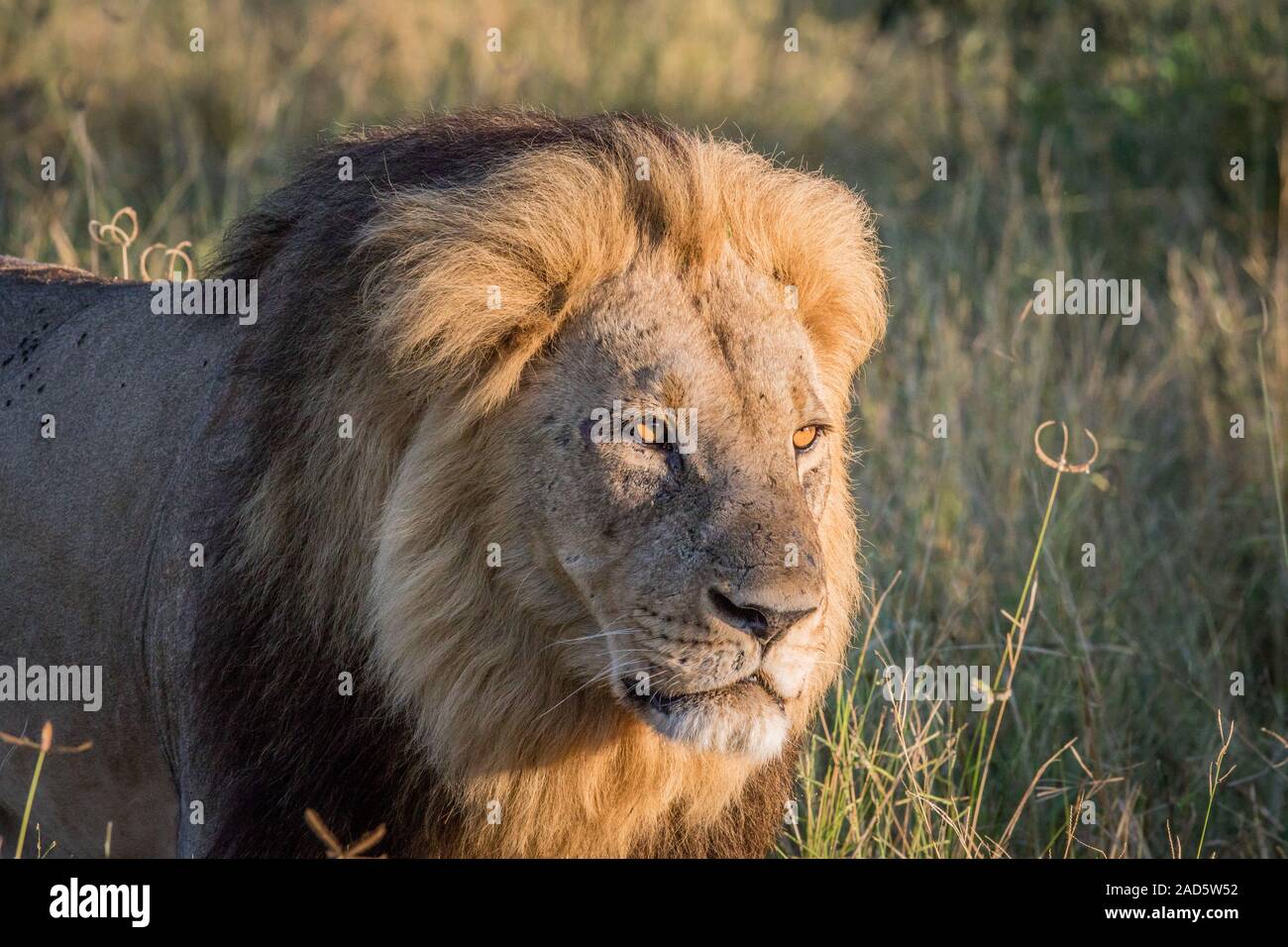 Profil de côté d'un lion mâle dans Chobe. Banque D'Images