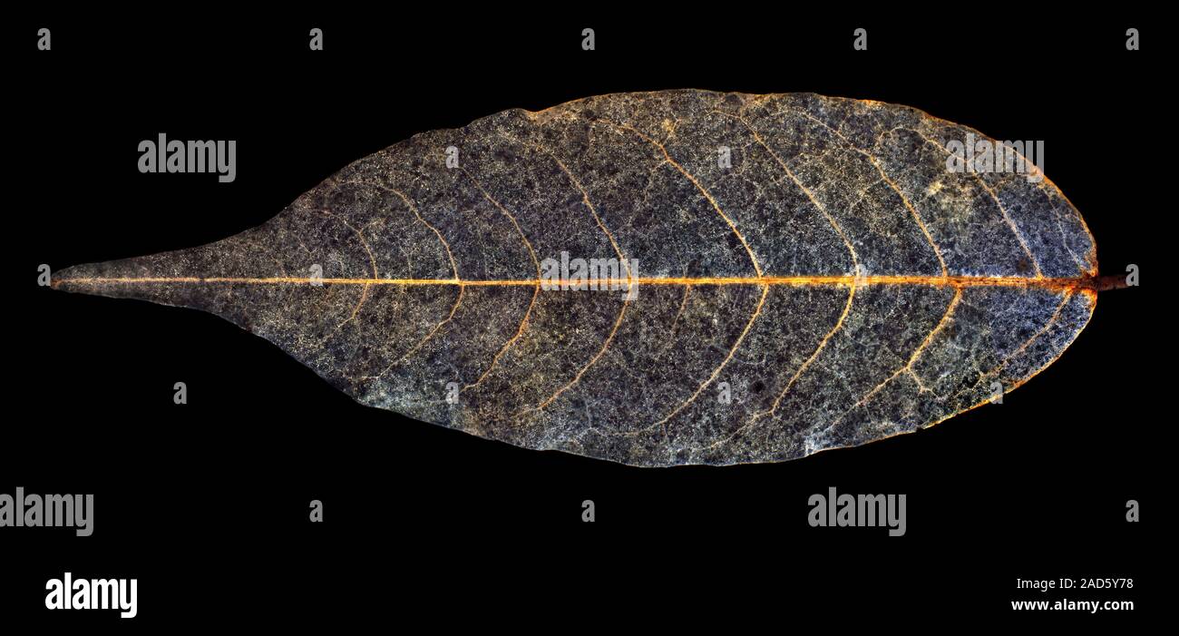 La décomposition des feuilles. Des feuilles en décomposition qui est tombé en se décomposant. Une partie de la décomposition est le cycle des nutriments, et est une partie essentielle de la mater organiques recyclage Banque D'Images