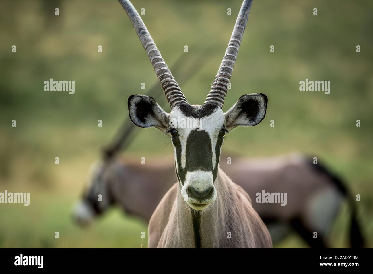 Close up d'un Oryx avec à l'appareil photo. Banque D'Images