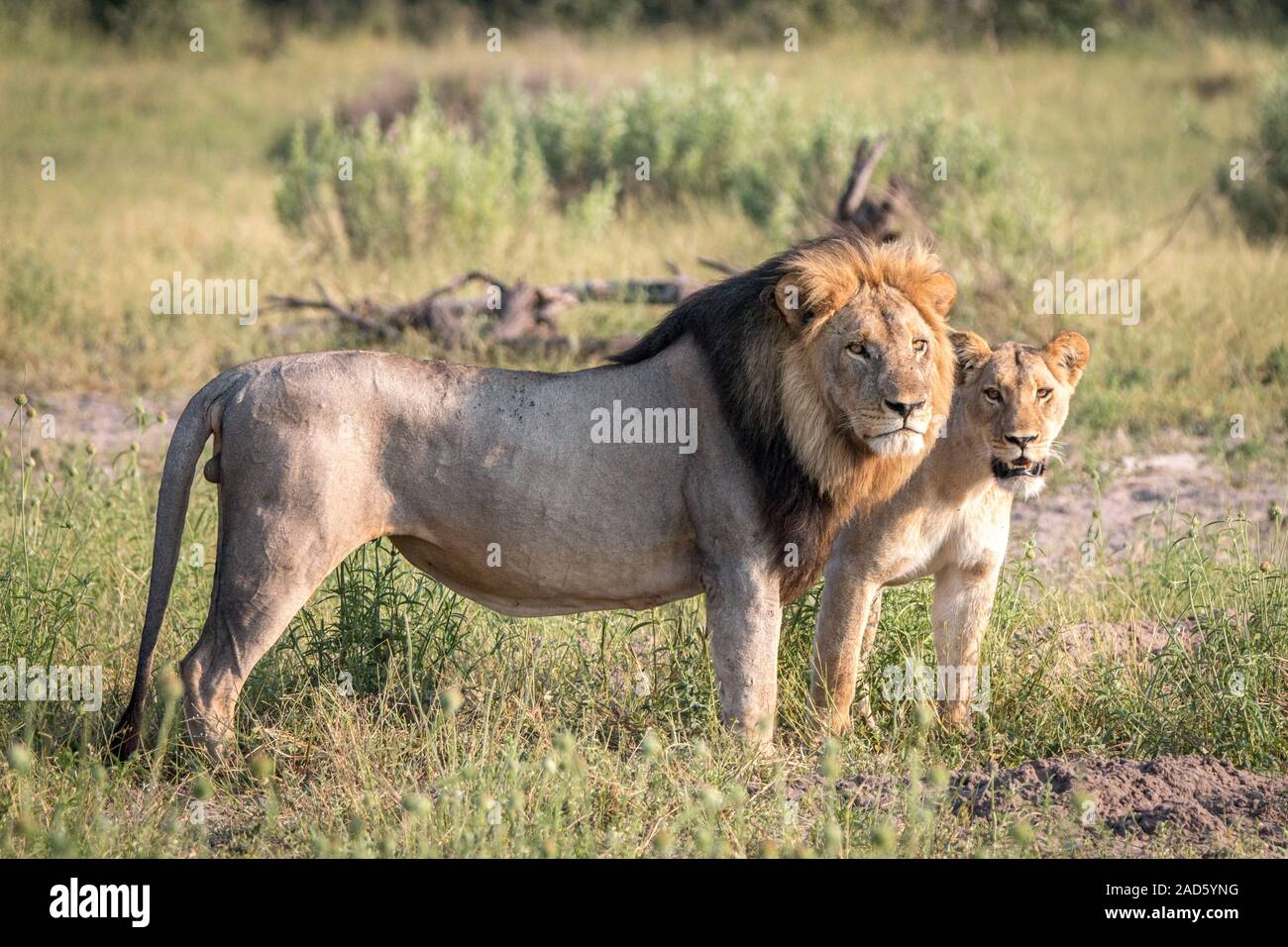 Un couple de lions d'accouplement de marcher dans l'herbe. Banque D'Images