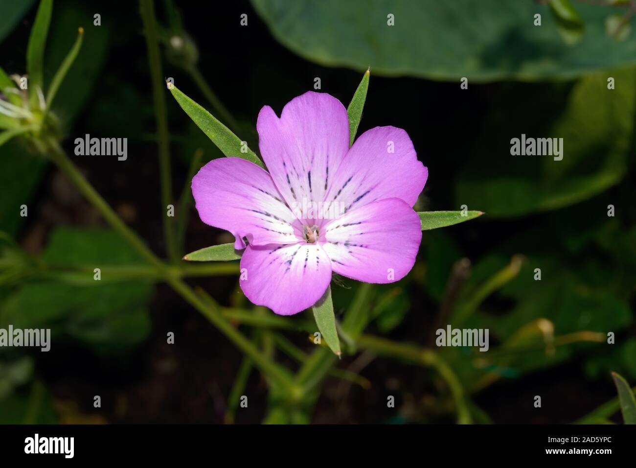 Agrostemma githago (maïs commun-cockle) est une espèce européenne qui s'est maintenant répandu dans toute l'Europe, monde comme une espèce exotique. Banque D'Images