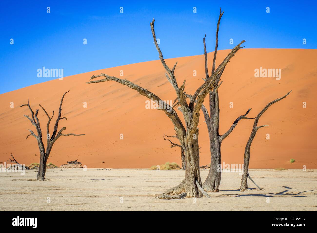 Arbres morts dans un marais salant dans le Deadvlei. Banque D'Images