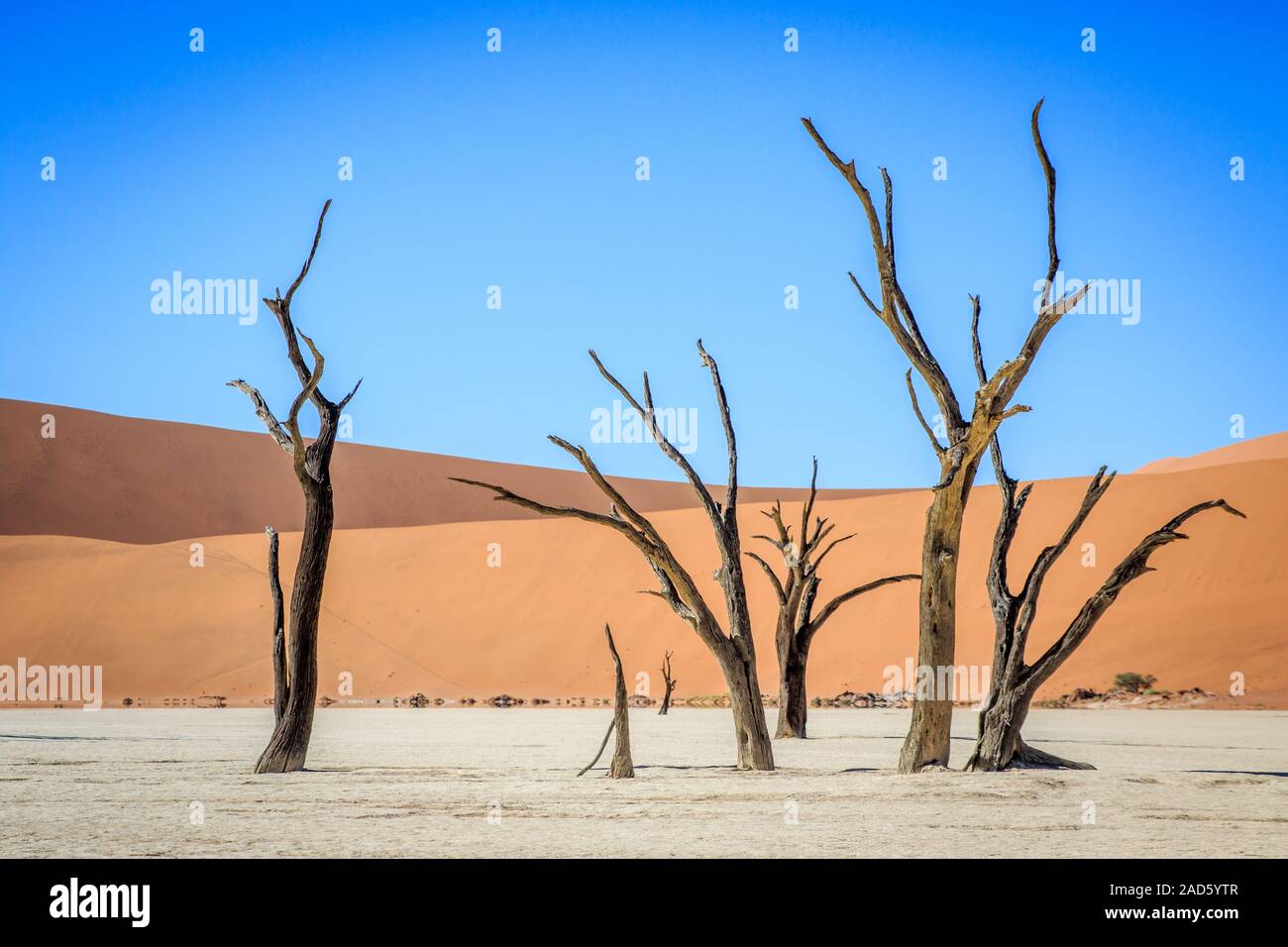 Arbres morts dans un marais salant dans le Deadvlei. Banque D'Images