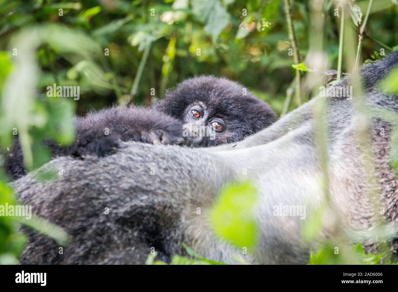 Close up d'un bébé gorille de montagne. Banque D'Images