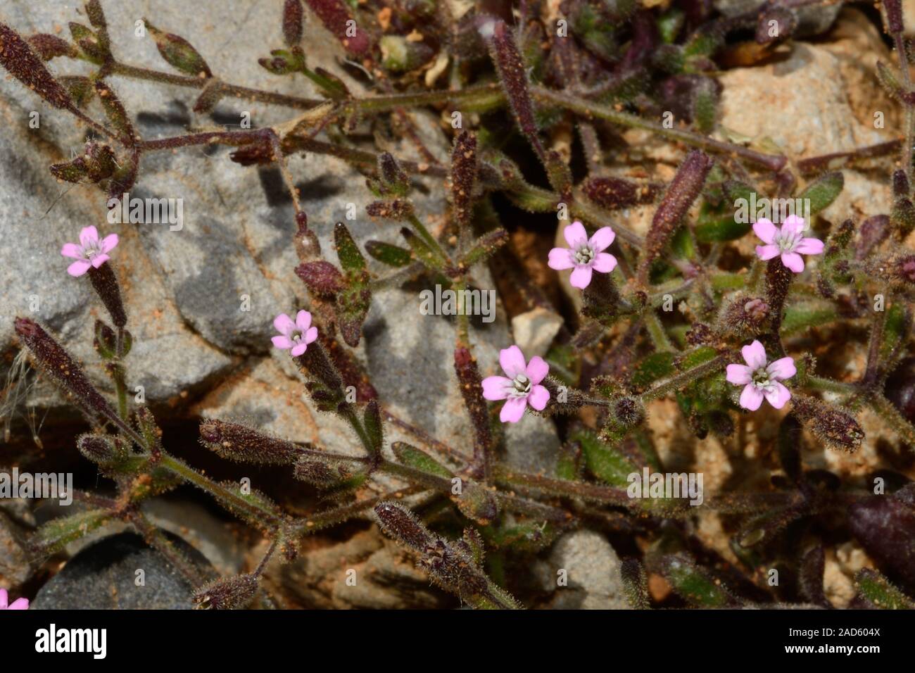 Silene gallica (petite fleur scouler) est originaire d'Eurasie et d'Afrique du Nord, mais en danger critique d'extinction et en Grande-Bretagne. Banque D'Images