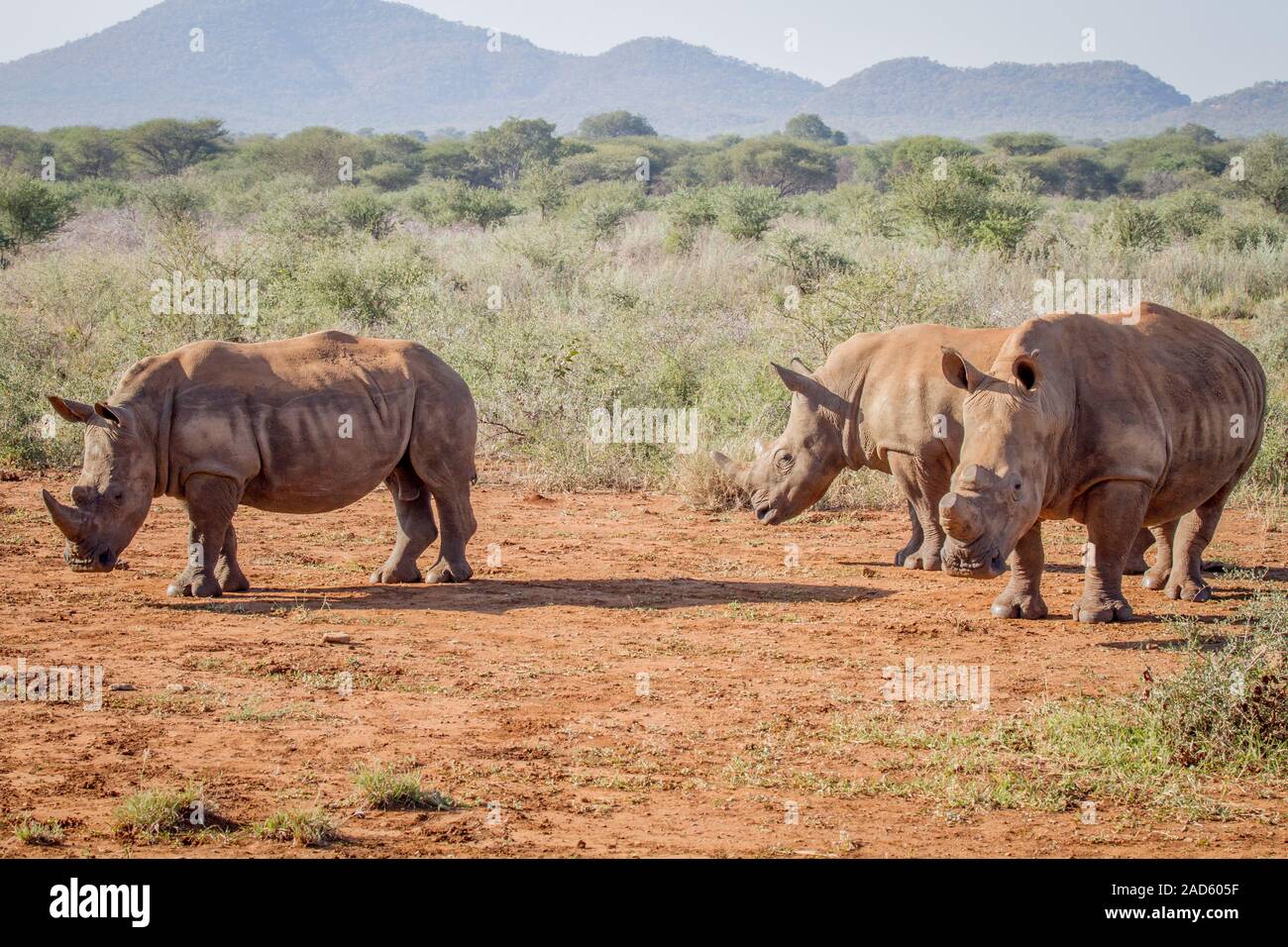 Trois rhinocéros blancs debout dans le sable. Banque D'Images