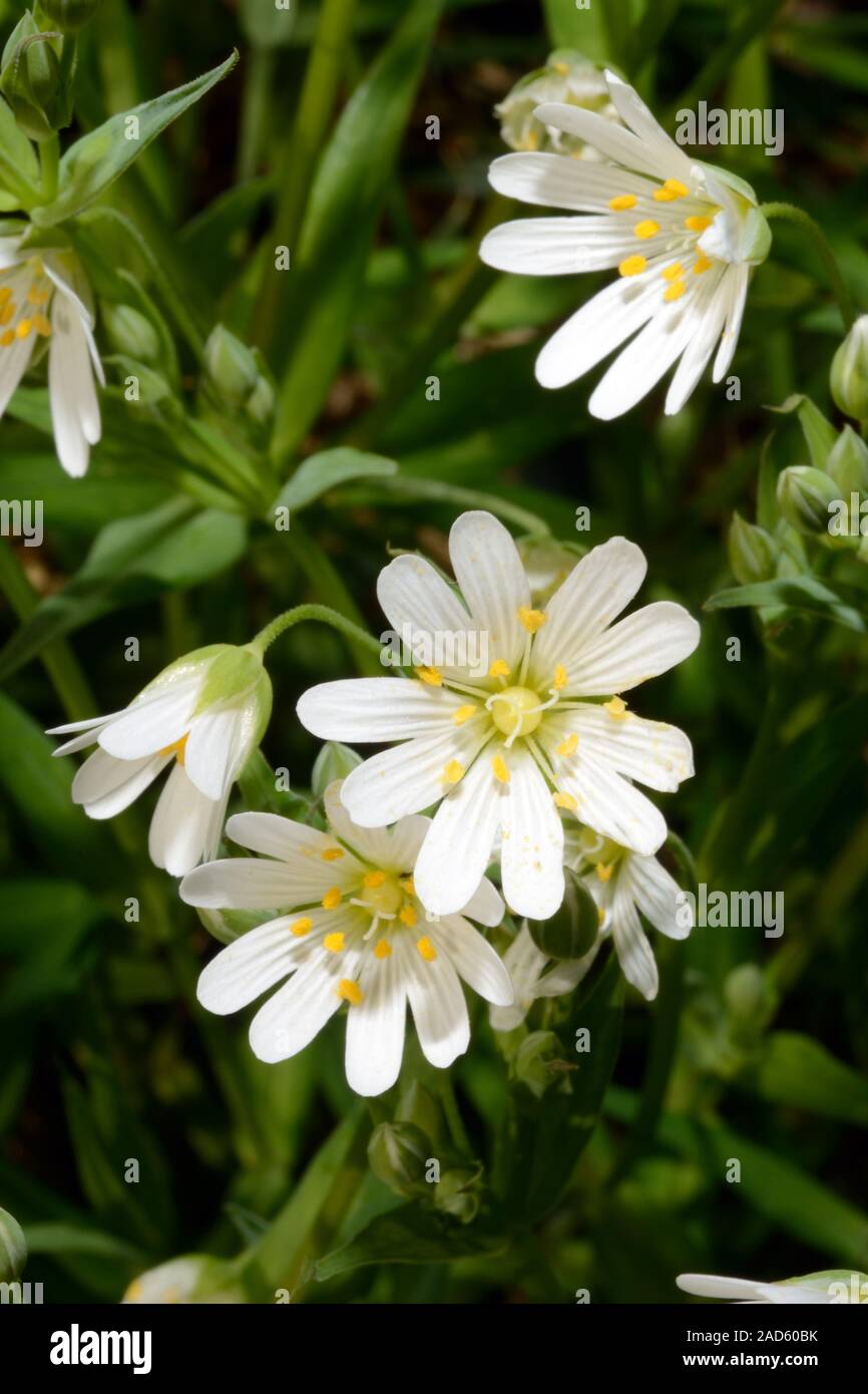 Stellaria holostea stellaire (supérieur) est originaire d'Europe occidentale et centrale Banque D'Images