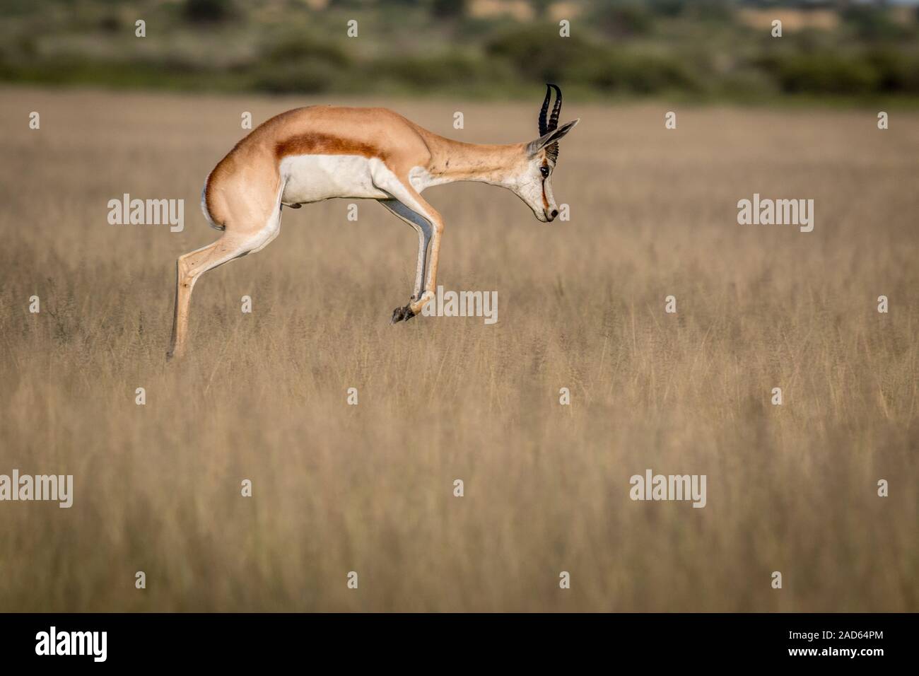 Springbok pronking dans le Kalahari central. Banque D'Images