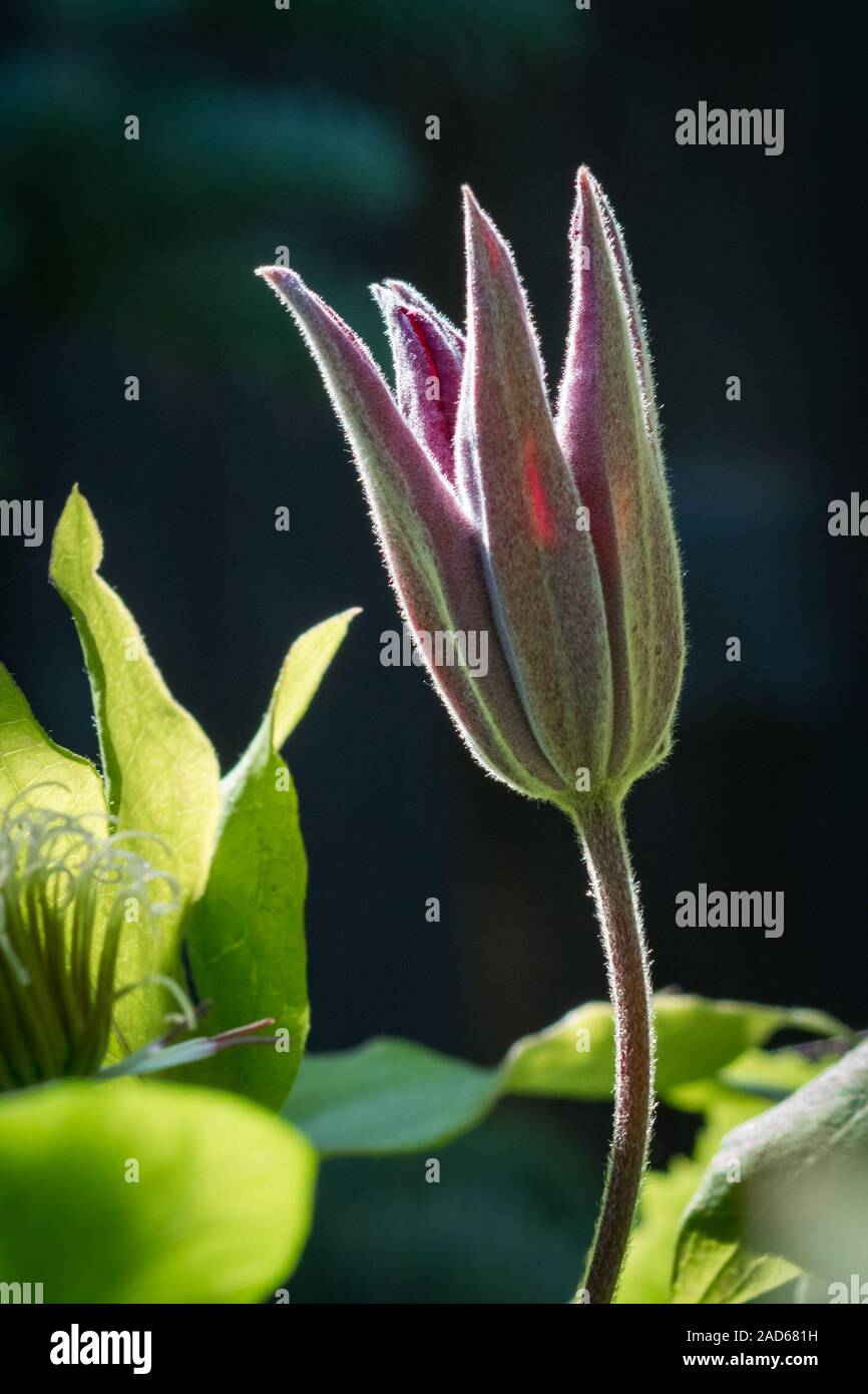 Capture d'un détaillée profonde couleur rouge bourgogne ouverture clématites fleur dans un jardin Banque D'Images