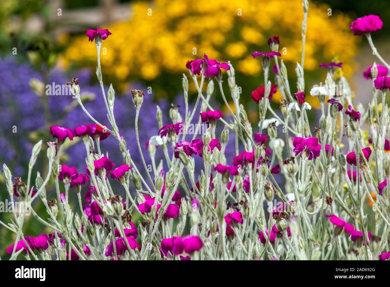 Rose Campion Lychnis coronaria Banque D'Images
