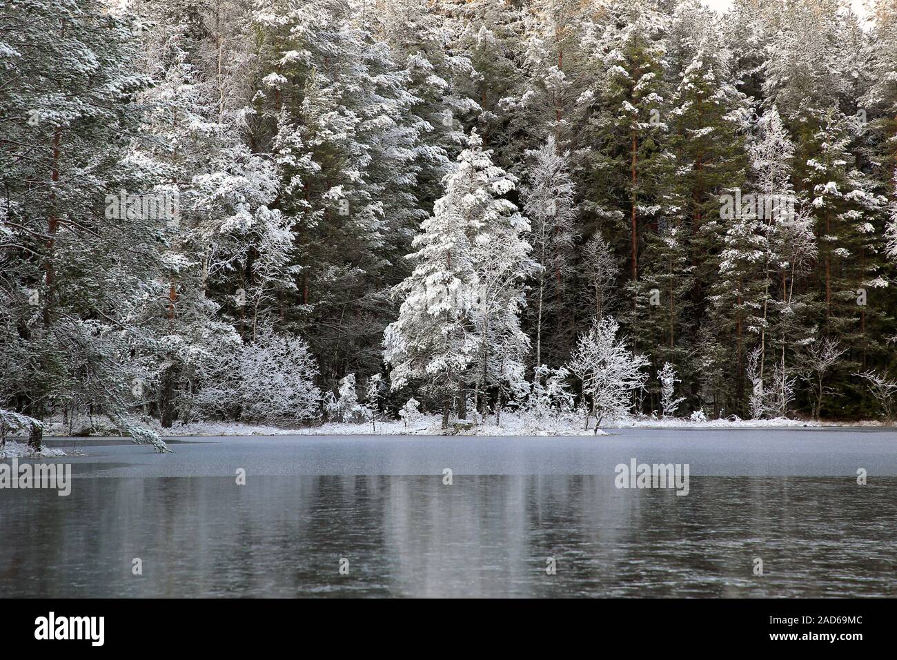 Les arbres gelés par petite Myllylammi lac sur une journée de l'hiver. Salo, Finlande. Décembre 2019. Banque D'Images