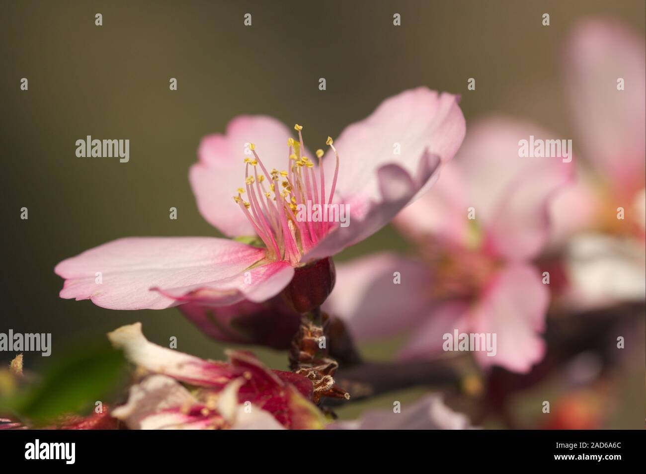 Image d'un gros plan d'une fleur d'amande dans laquelle d'autres fleurs de l'arbre branche sont vus dans l'arrière-plan pendant la floraison à la fin de l'hiver Banque D'Images