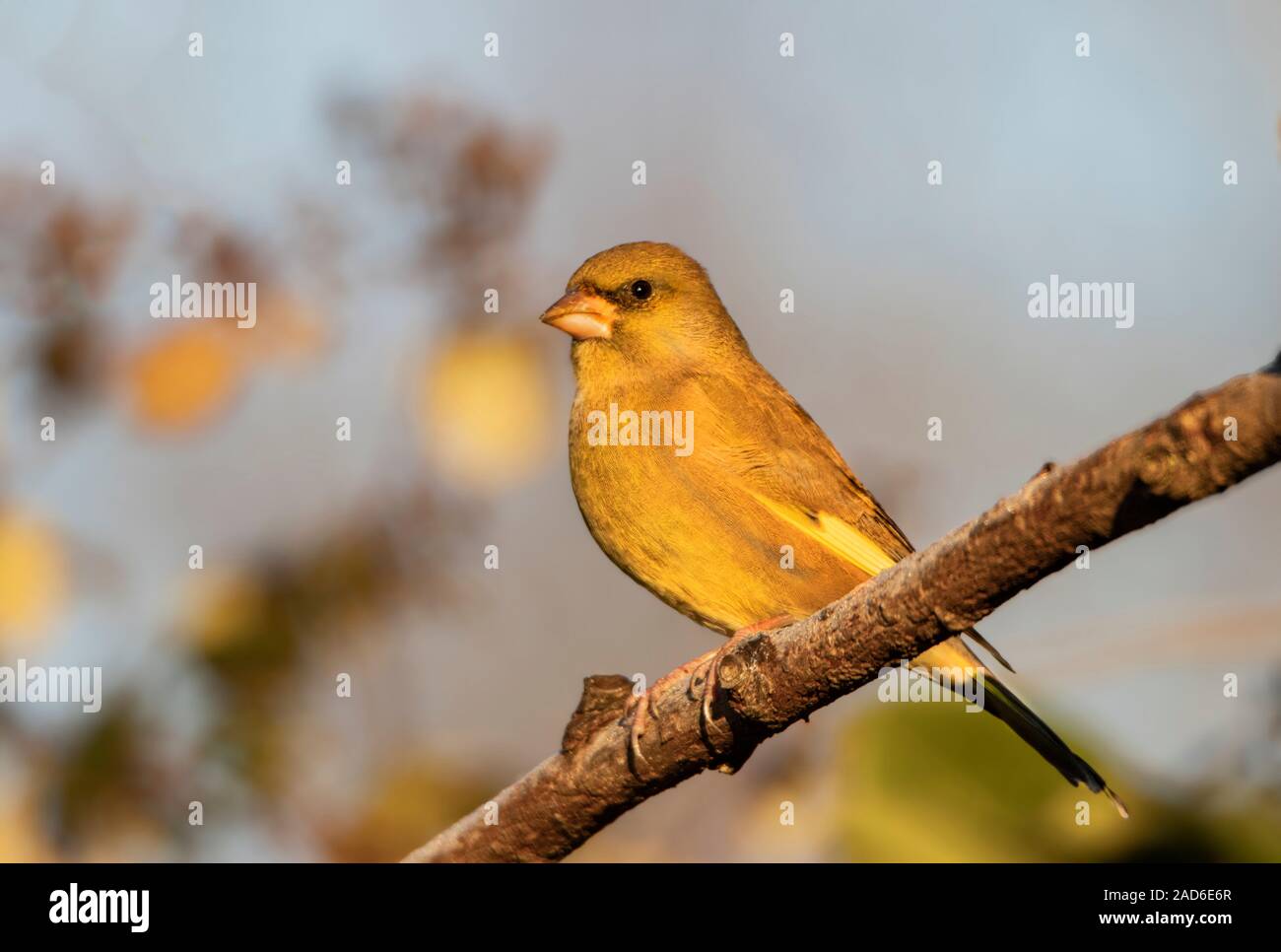 Finch, vert, Chloris Chloris, perché sur une petite branche dans la campagne britannique au début de l'hiver 2019 Banque D'Images