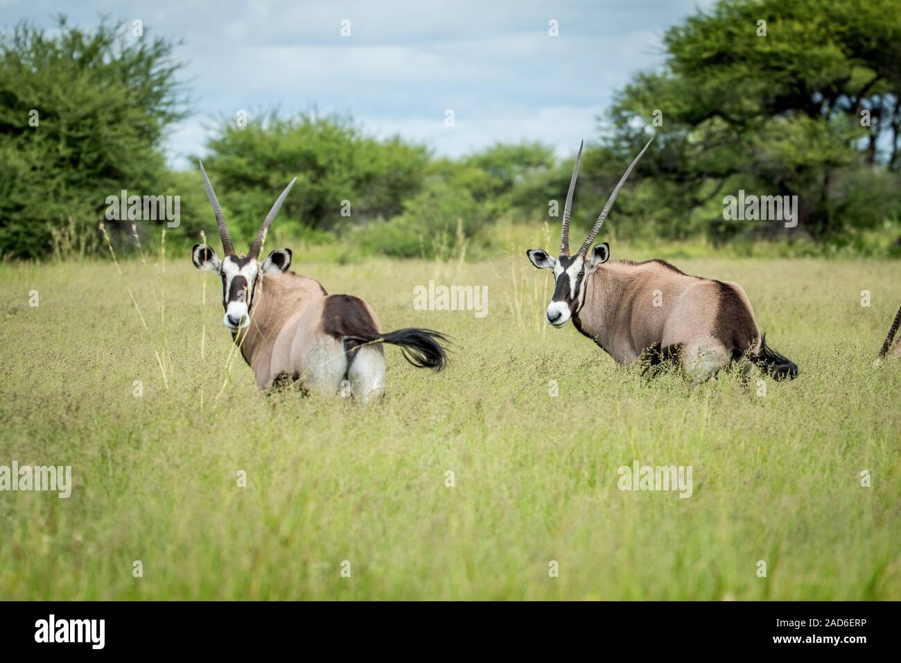 Deux Oryx debout dans l'herbe. Banque D'Images