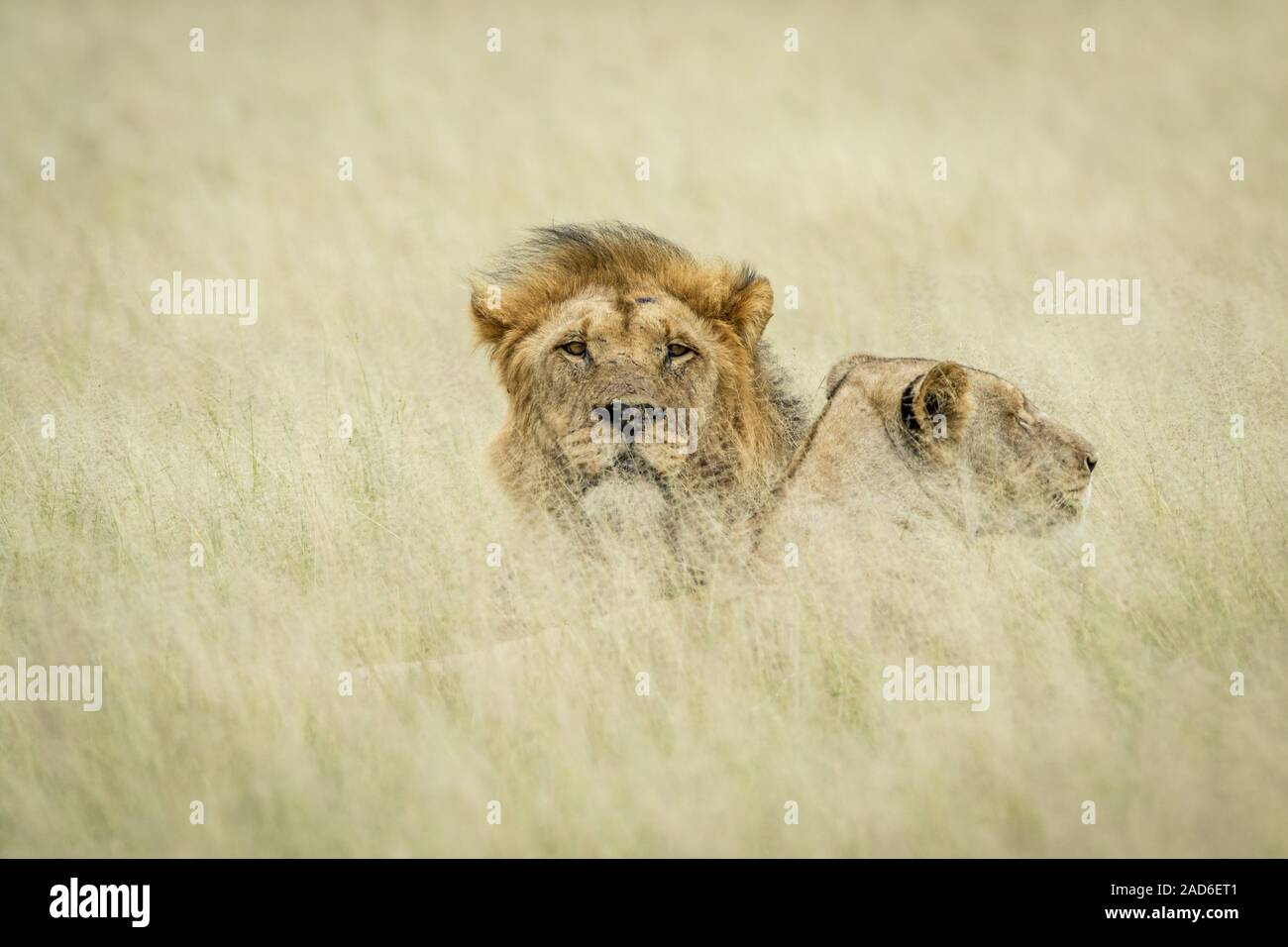 Couple accouplement Lion pose dans l'herbe. Banque D'Images