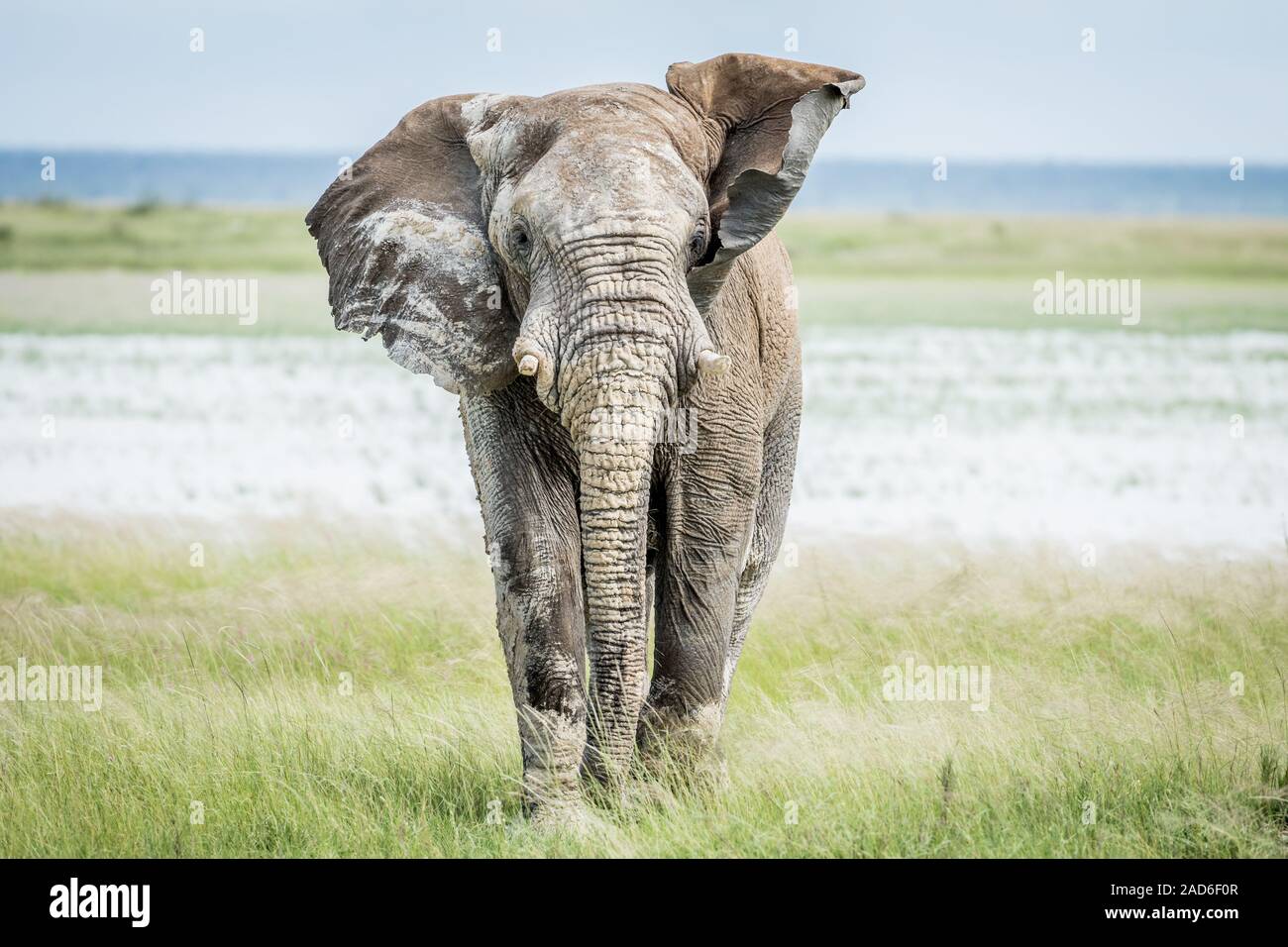 Éléphant bull à marcher en direction de l'appareil photo. Banque D'Images