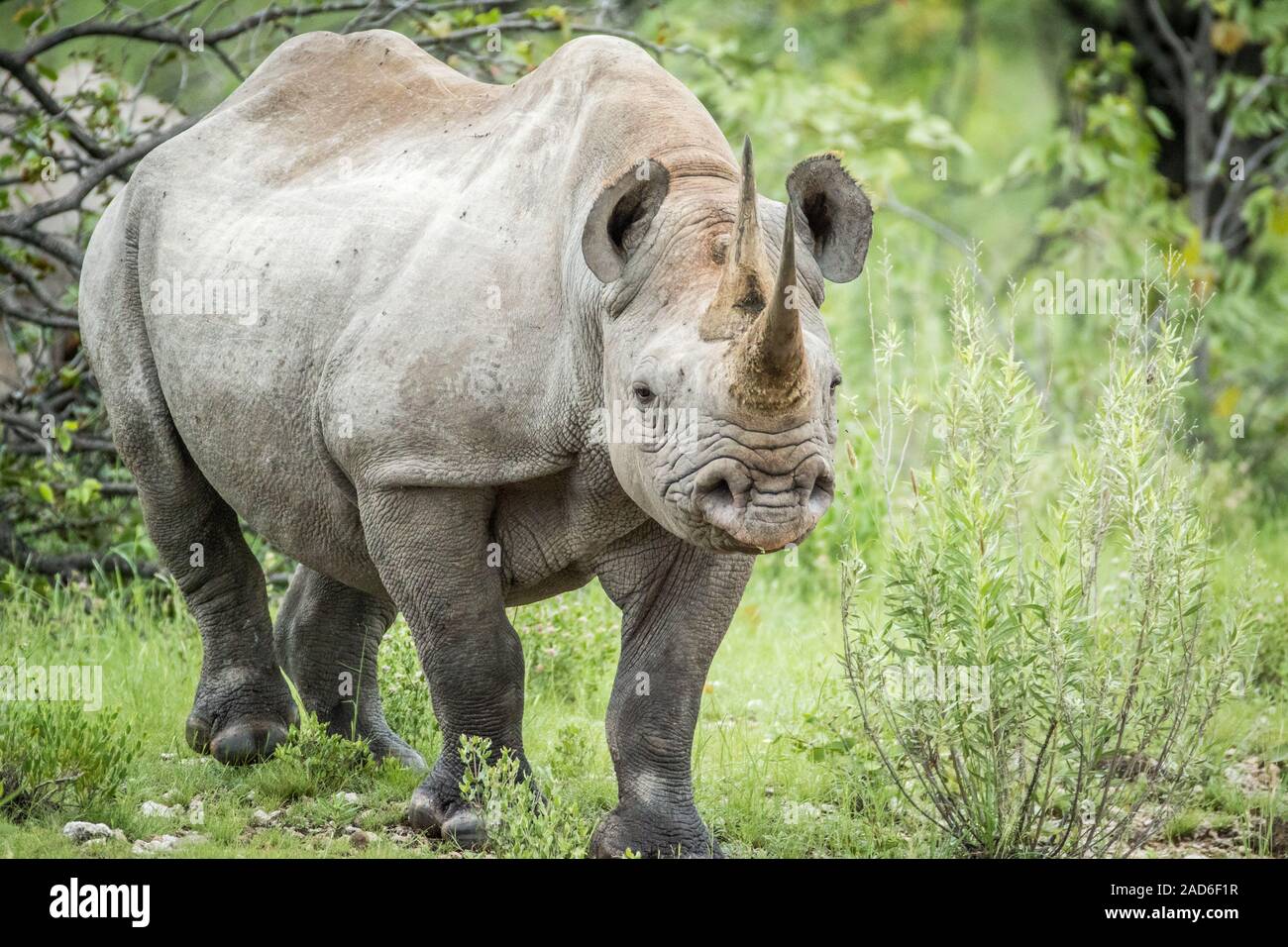 Les rhinocéros noirs avec l'appareil photo. Banque D'Images
