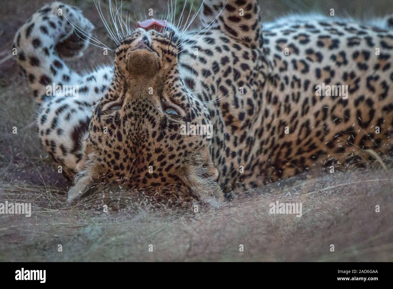 Un léopard femelle pose dans l'herbe. Banque D'Images