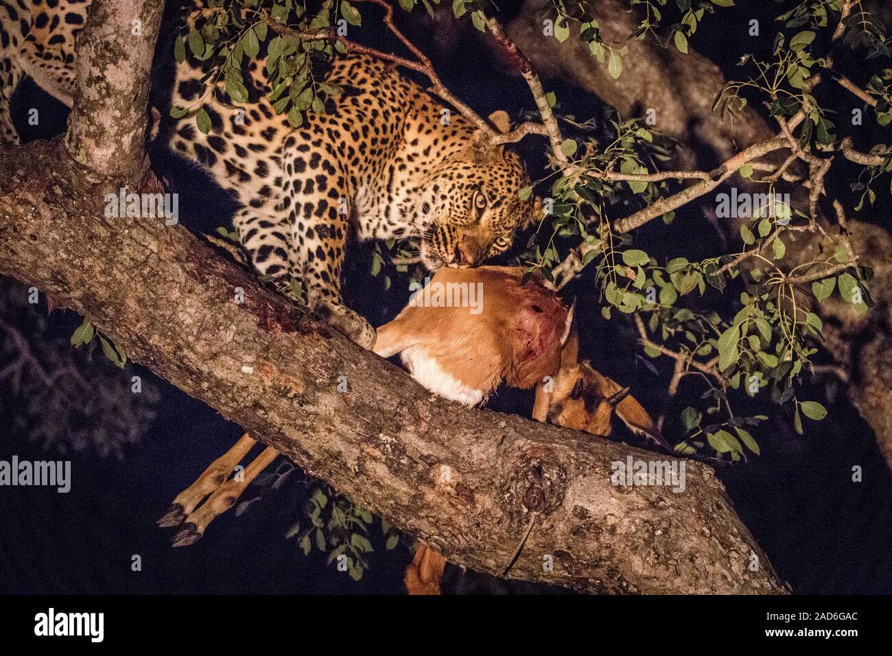 Une femelle Leopard avec un kill sur l'arbre. Banque D'Images