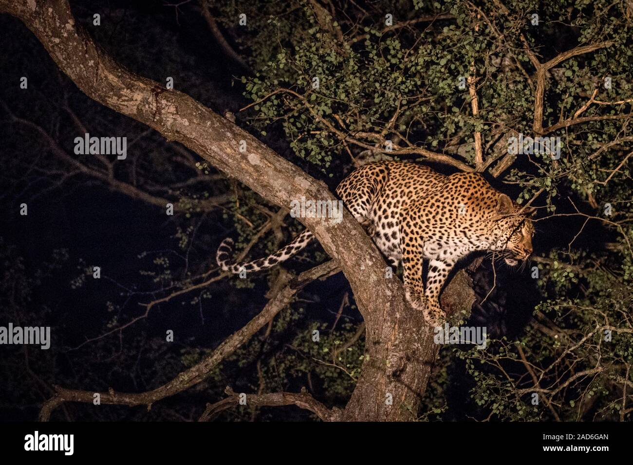 Une femelle Leopard sur l'arbre dans la nuit. Banque D'Images