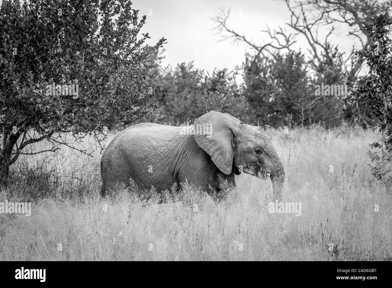 Un éléphant marche dans l'herbe. Banque D'Images
