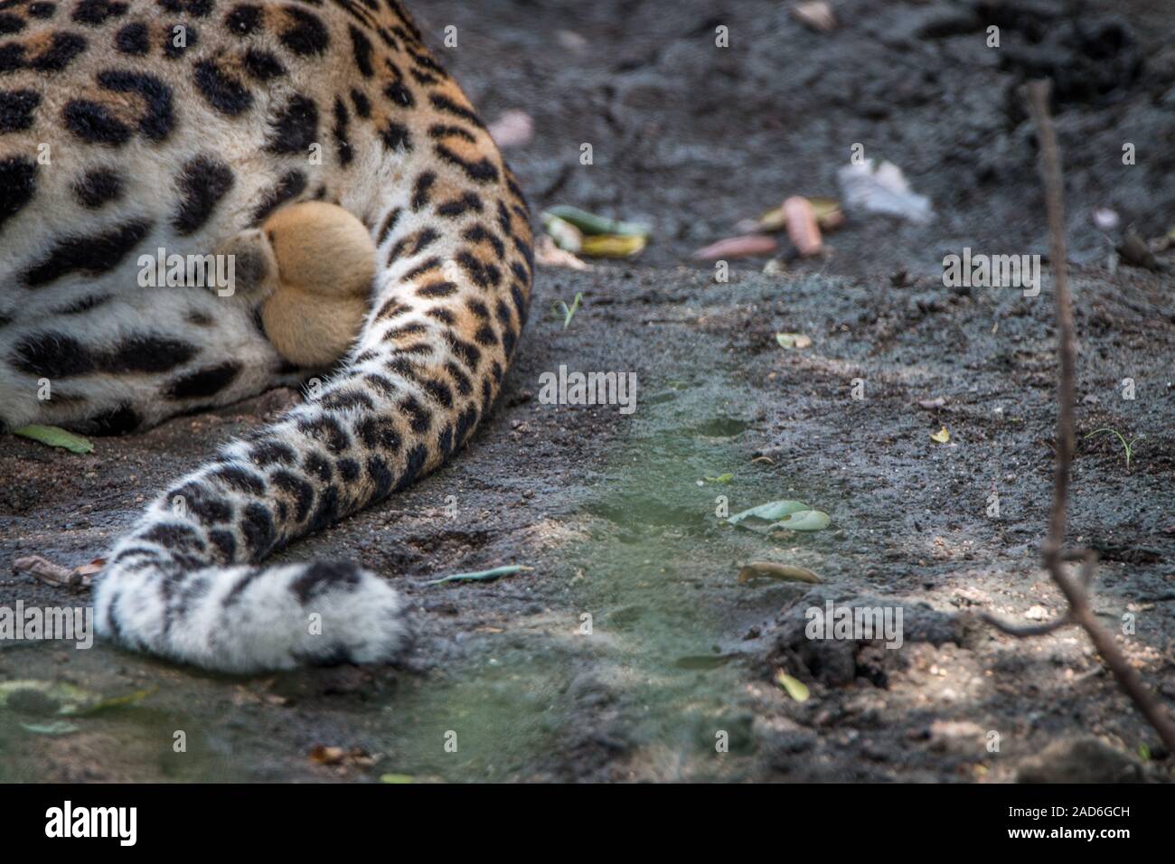 Les détails de la queue d'un Léopard mâle. Banque D'Images
