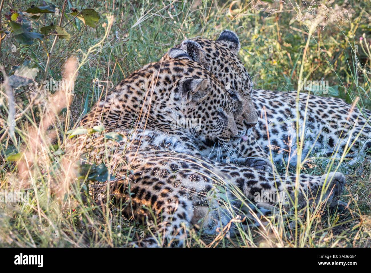 Une mère Leopard jouant avec ses petits. Banque D'Images