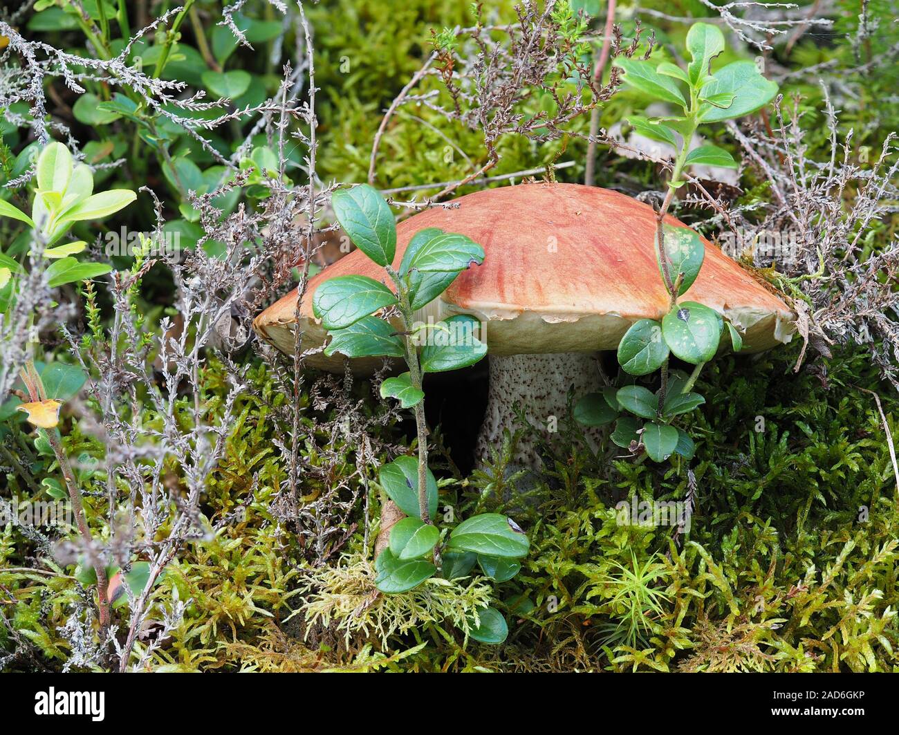 Bouleau Orange bolet, le Leccinum versipelle Banque D'Images