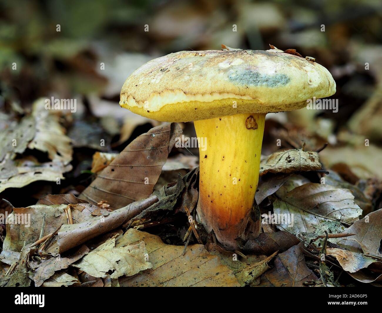 Boletus pulverulentus noircissement, Bolet, inkstain bolet, Banque D'Images