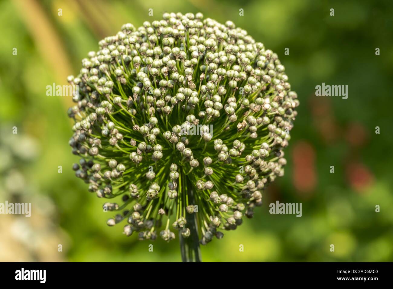 Tête de fruits (poireau) une saucisse végétarienne traditionnelle galloise une saucisse végétarienne traditionnelle galloise subsp. Banque D'Images