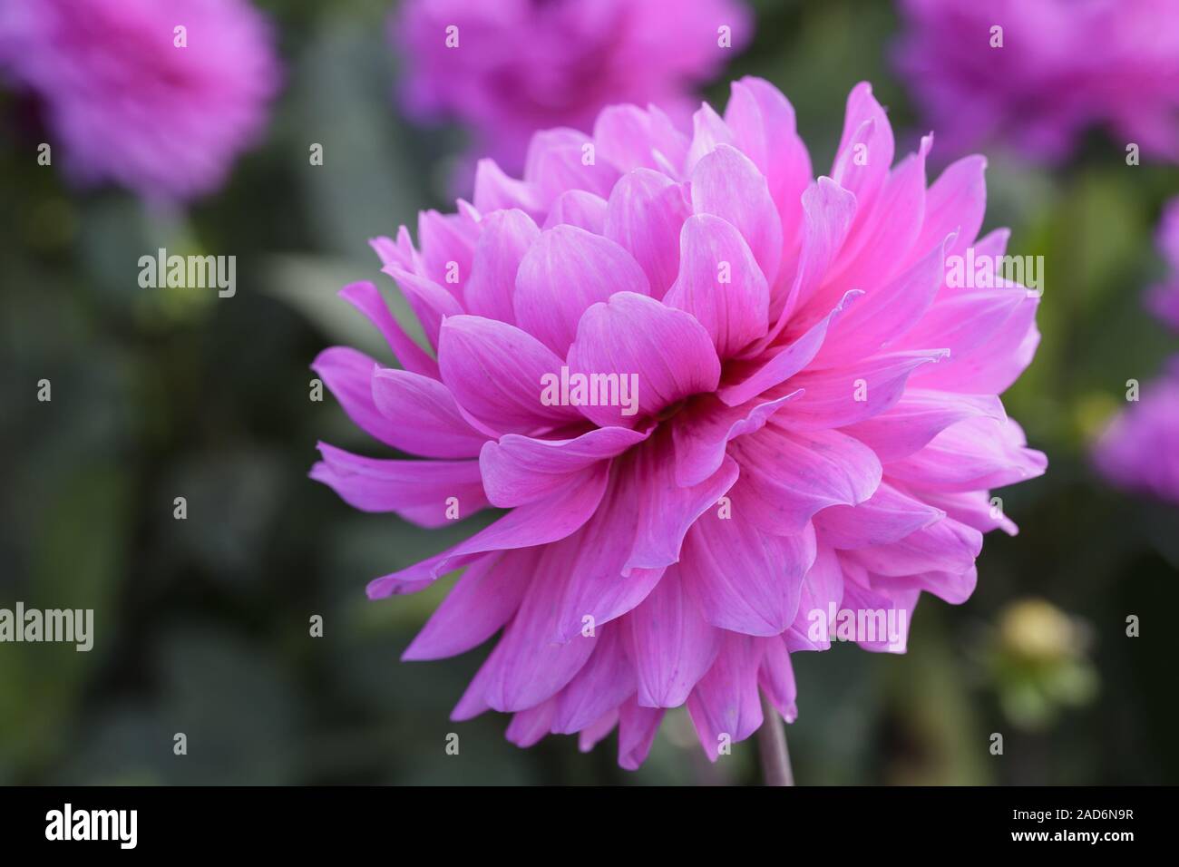 Le dahlia (Dahlia) variété Karma Lagoon Banque D'Images