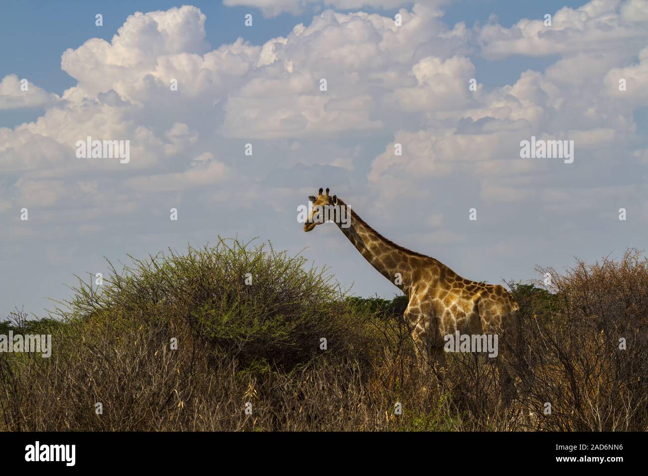 Les Girafes (Girafe Camelopardis) Banque D'Images