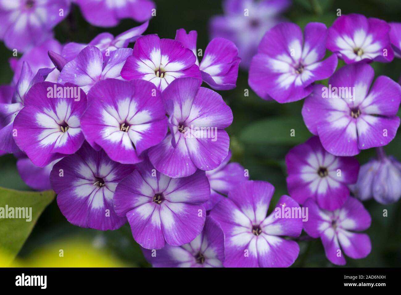 Fleur de flamme (Phlox) Banque D'Images