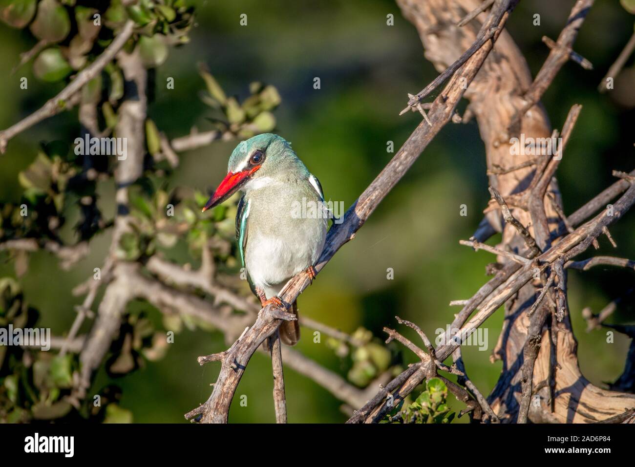 Woodland kingfisher assis sur une branche. Banque D'Images