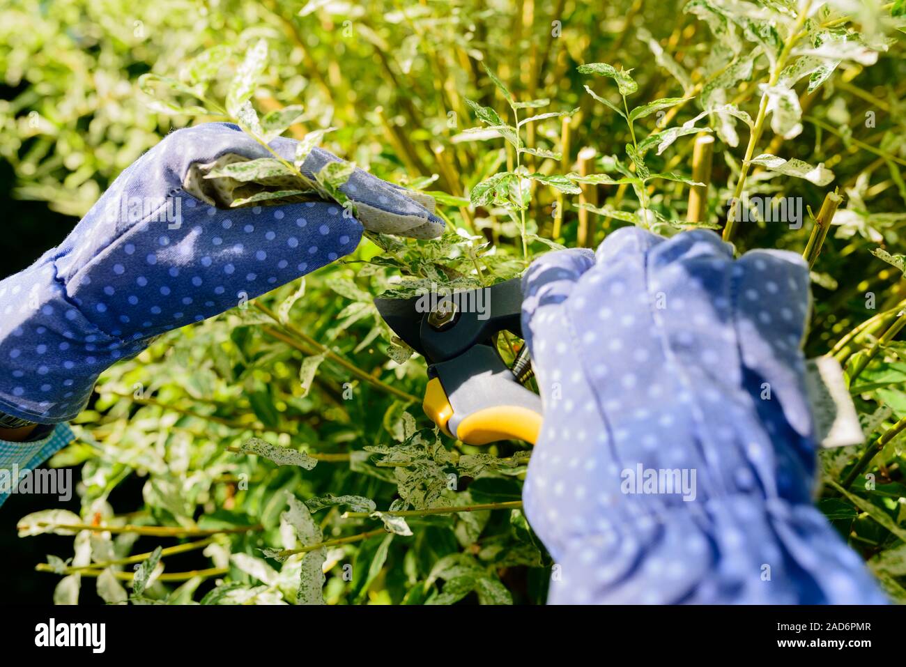 Direction générale de l'arbuste de taille avec un jardin secateur dans le jardin d'été Banque D'Images