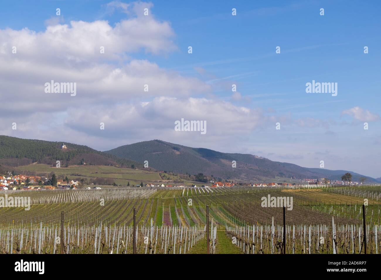 Vue sur les vignes de la Forêt du Palatinat Banque D'Images