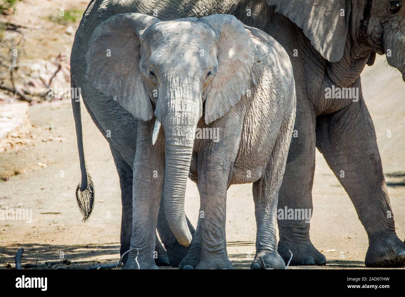 Deux éléphants debout sous un arbre à l'ombre. Banque D'Images