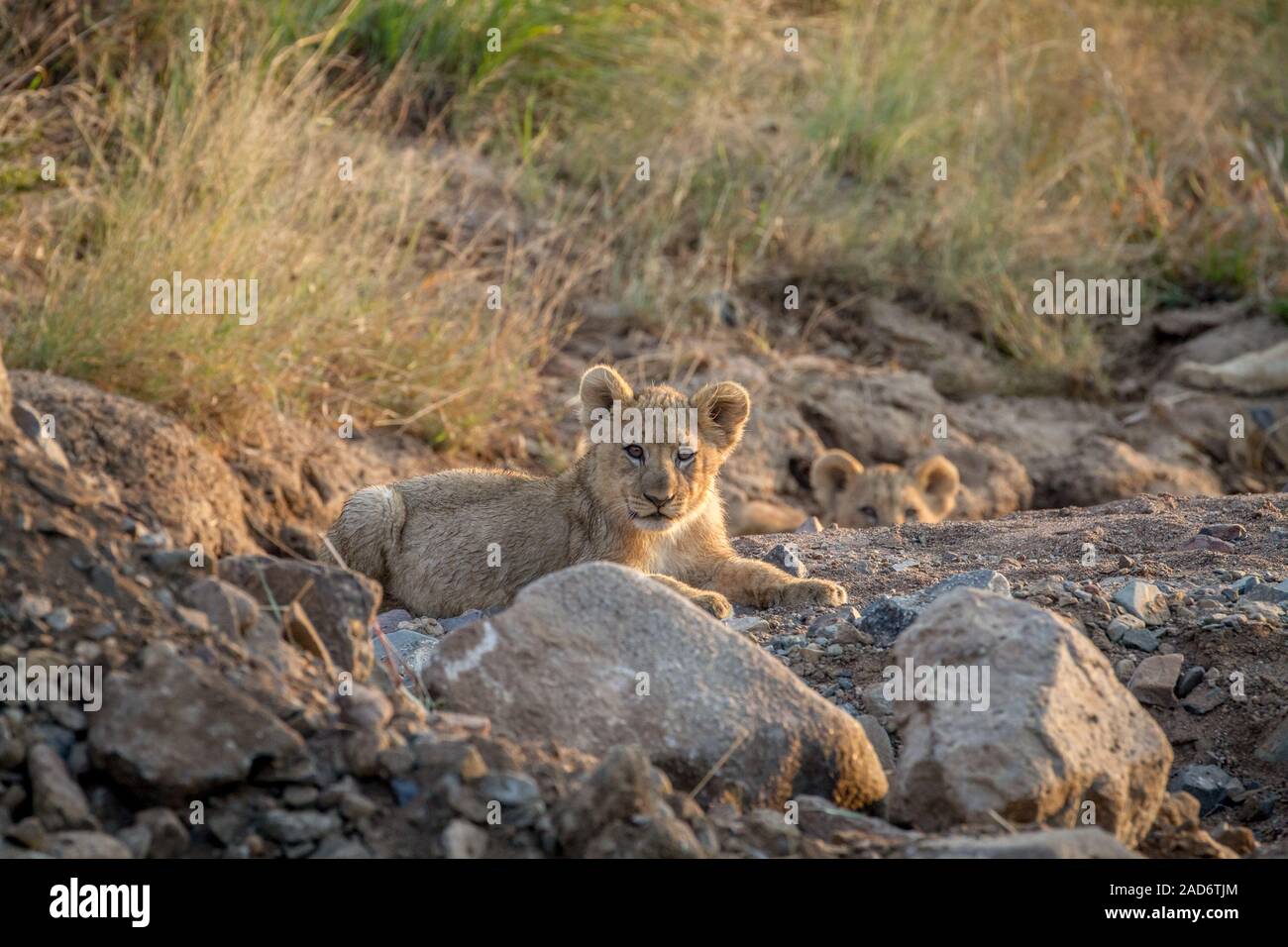 Deux lionceaux fixant dans une rivière à sec. Banque D'Images