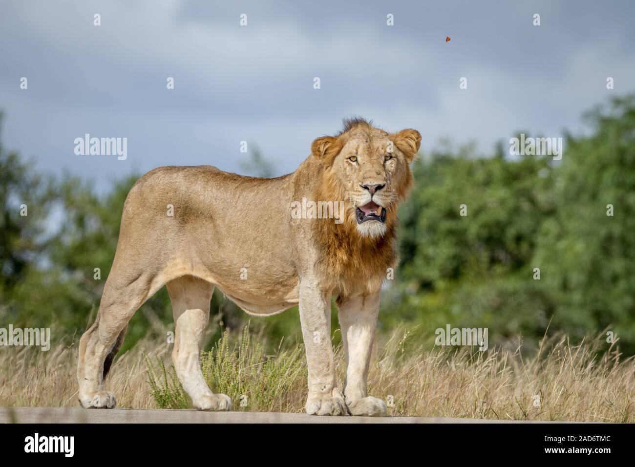 Homme Lion debout sur la route. Banque D'Images