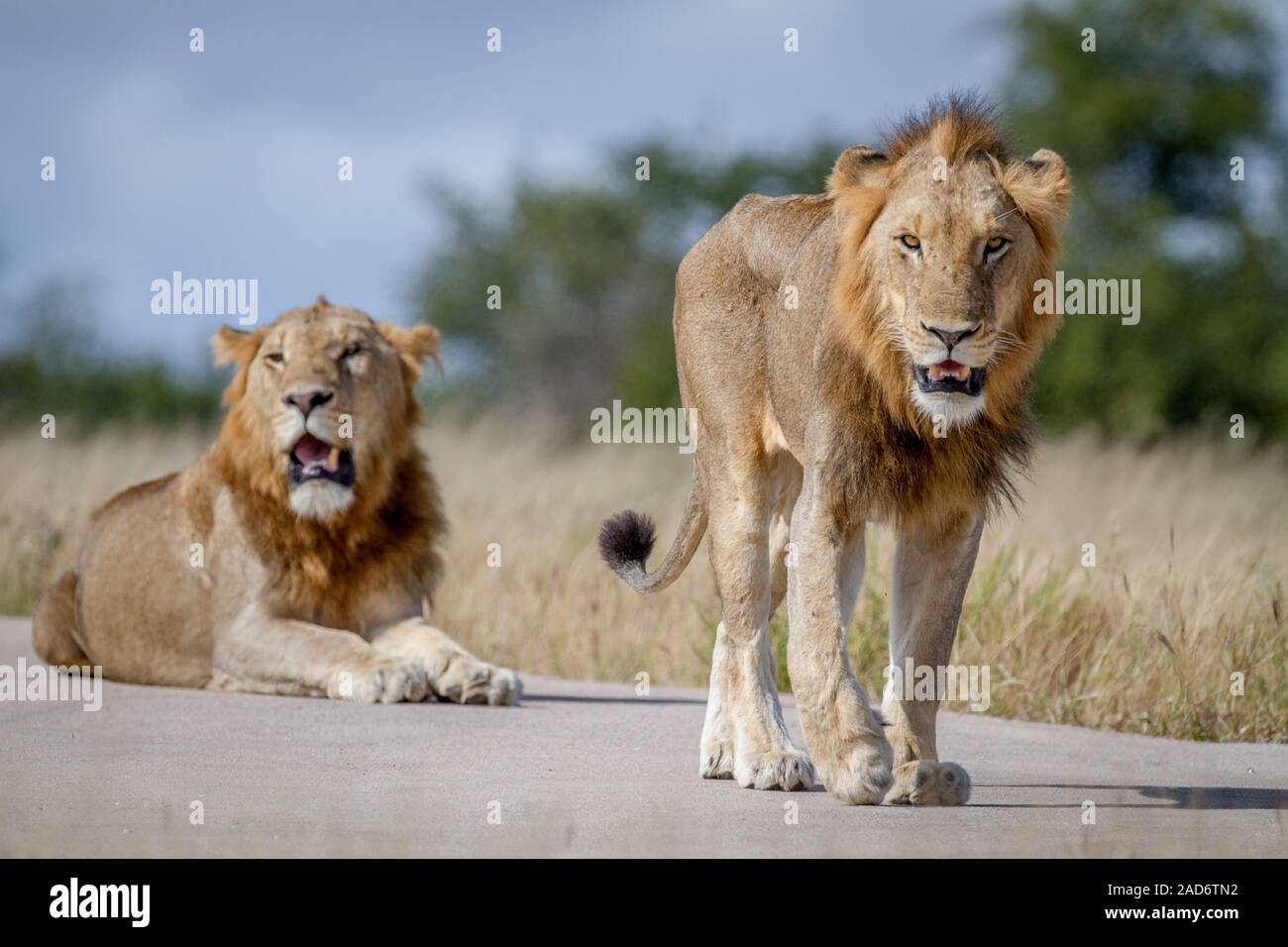 Deux frères Lion sur la route. Banque D'Images