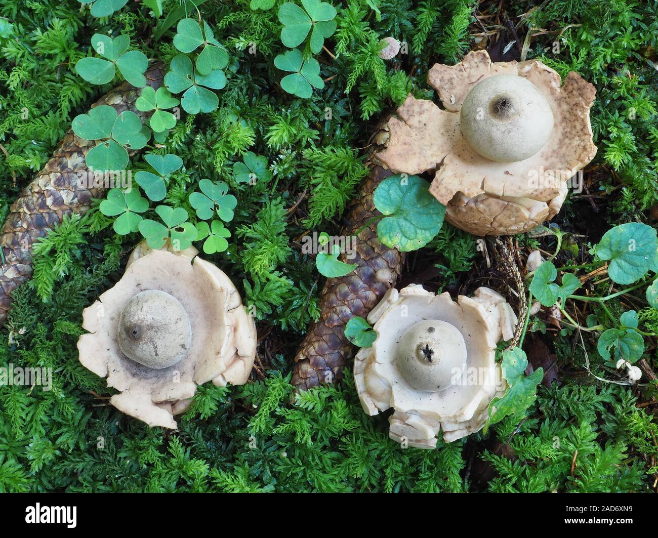 Saucered earthstar earthstar, collier, triple earthstar Banque D'Images