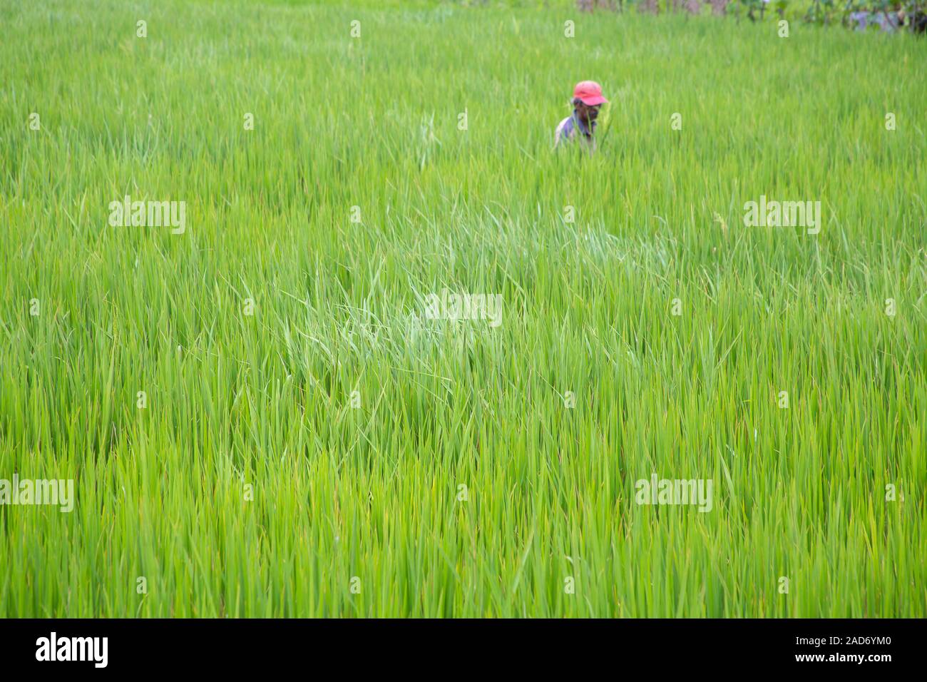L'homme dans les rizières, au Sri Lanka. Banque D'Images