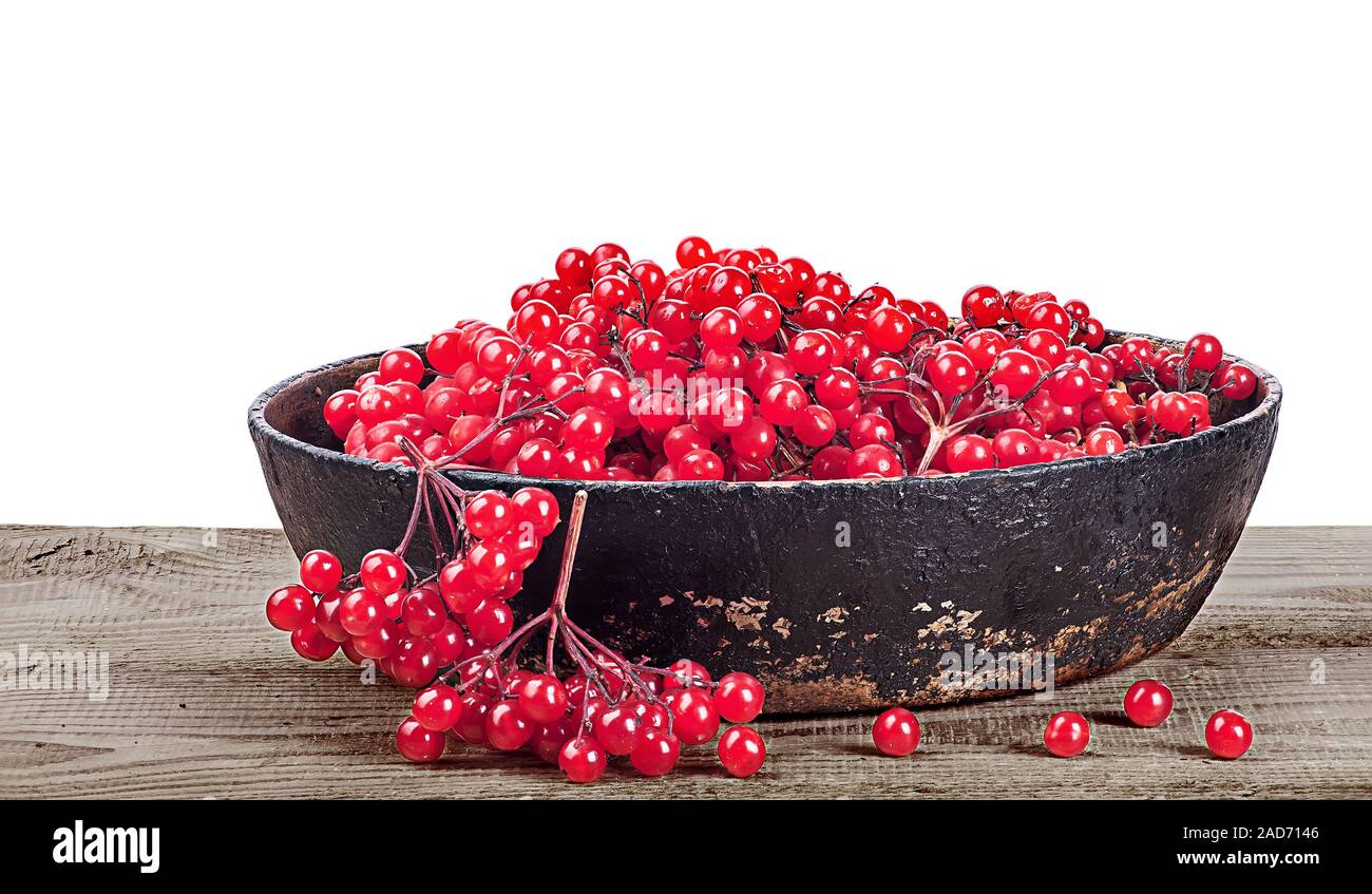 Viburnum dans poêle en fonte Banque D'Images