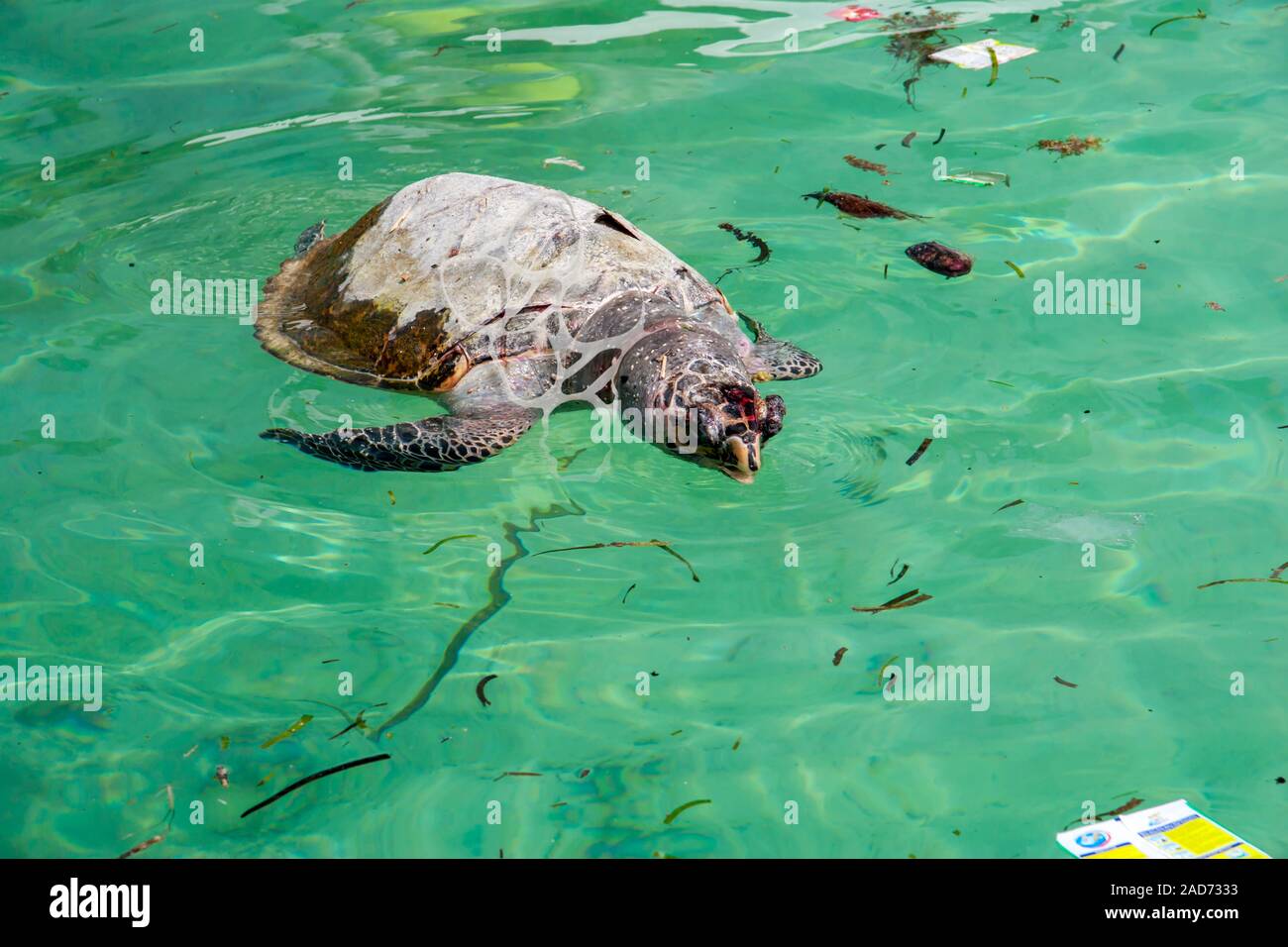 Un flottant, morts, la tortue imbriquée, Eretmochelys imbricata, avec un porte-cannettes en plastique autour de son cou parmi d'autres déchets, Sipidan Island, les Malais Banque D'Images