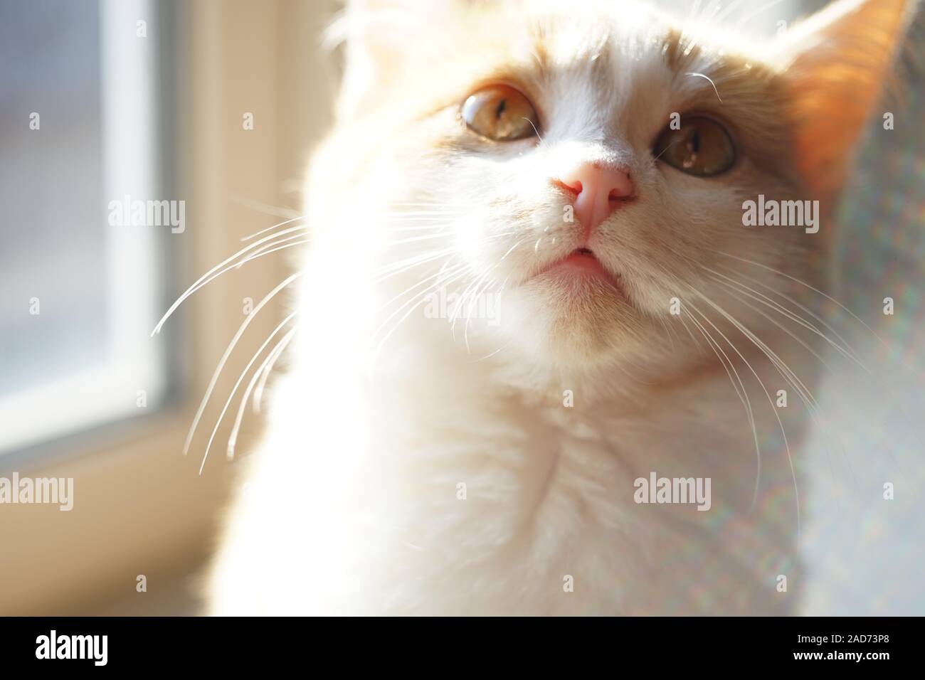 Chaton blanc gingembre drôles, Close up face. Banque D'Images