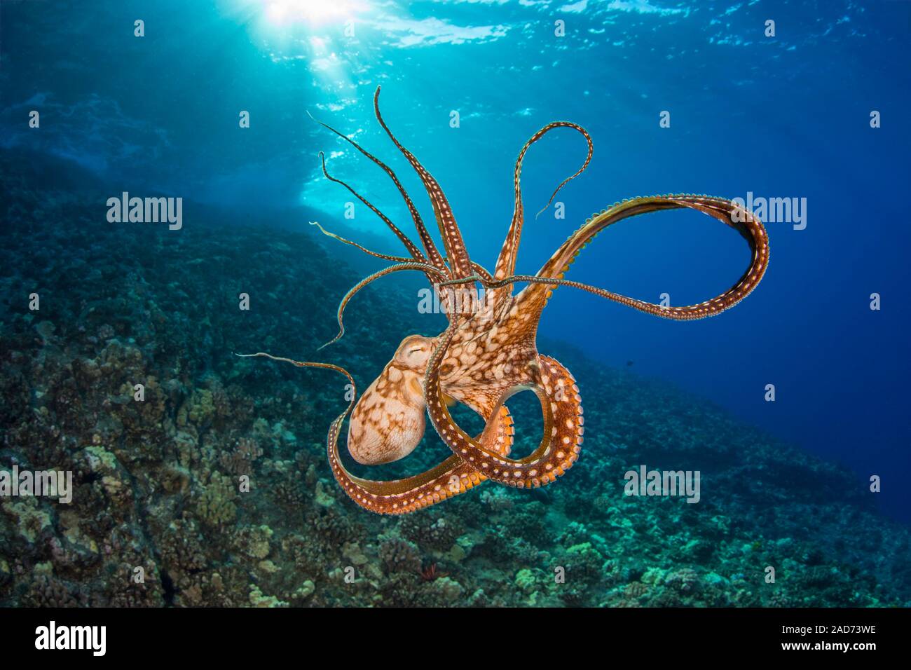 Octopus Octopus cyanea, jour, au milieu de l'eau, Hawaii. Banque D'Images